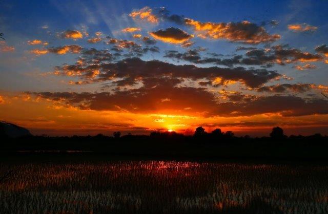 Reisfeld im Sonnenuntergang
